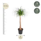 ↨120 – 140cm・⌀32cm