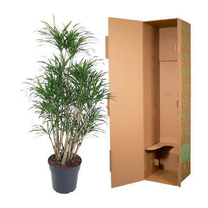 Drachenbaum – Dracaena Anita 160cm – Ø31cm – Verzweigte Zimmerpflanze mit schmalen grünen Blättern – Pflegeleichte Grünpflanze für Wohnzimmer, Büro & Wintergarten