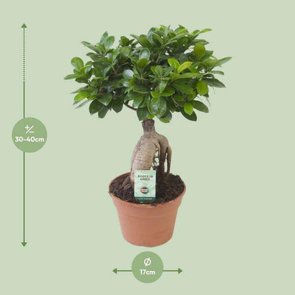 Chinesische Feige – Ficus Ginseng – Zimmerpflanze Ø17cm – Höhe ca. 40cm – Pflegeleichte Grünpflanze mit dekorativen Wurzeln für Wohnzimmer & Büro