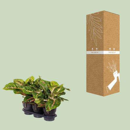 Kolbenfaden – Aglaonema Frühling Rot – Zimmerpflanze – Ø19cm – ca. 60cm hoch – dekorative pflegeleichte Pflanze für Wohnung & Büro