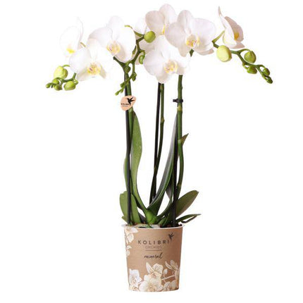Phalaenopsis Amabilis Weiß – Spider-Orchidee – Ø9cm Topf – 2–3 Zweige – Elegante Zimmerpflanze mit einzigartigem Blütenmuster – Pflegeleicht & frisch aus der Gärtnerei