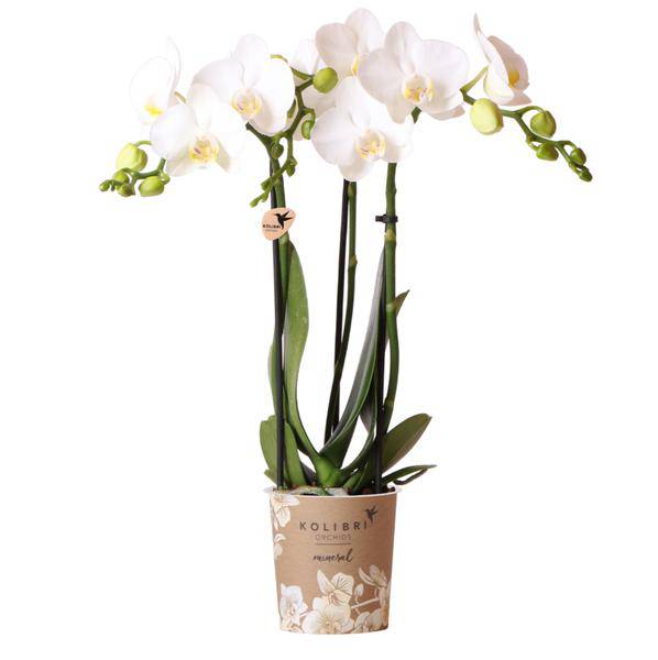 Phalaenopsis Amabilis Weiß – Spider-Orchidee – Ø9cm Topf – 2–3 Zweige – Elegante Zimmerpflanze mit einzigartigem Blütenmuster – Pflegeleicht & frisch aus der Gärtnerei
