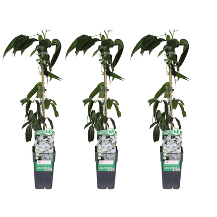 Clematis armandii – Armands Waldrebe – immergrüne Kletterpflanze – 3 Pflanzen – Ø15cm – ca. 65cm hoch – weiße duftende Blüten