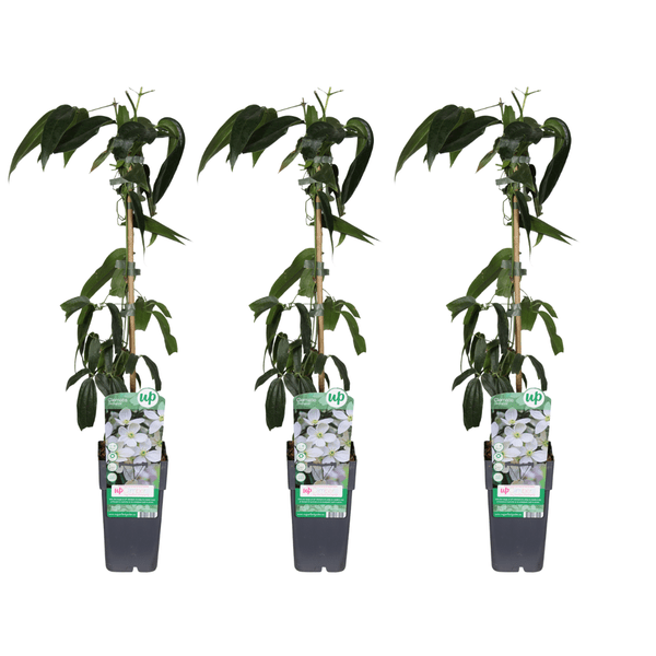 Clematis armandii – Armands Waldrebe – immergrüne Kletterpflanze – 3 Pflanzen – Ø15cm – ca. 65cm hoch – weiße duftende Blüten