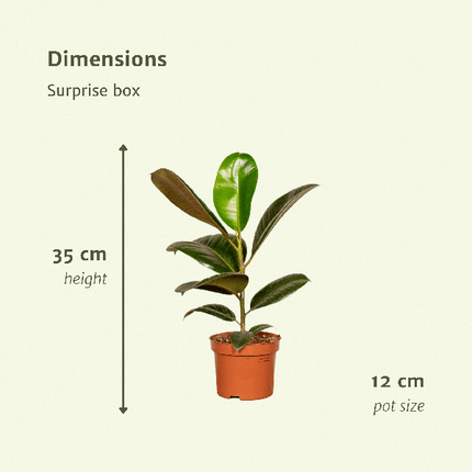 Pflanzen Überraschungsbox Ø12cm ↕25cm – pflegeleichtes Pflanzen Set für Urban Jungle, Fensterbank, Wohnzimmer & Büro