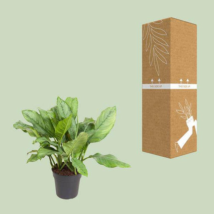 Kolbenfaden Aglaonema B.J. Freedman – Ø24cm – ↕70cm – Pflegeleichte Zimmerpflanze mit dekorativem Blattwerk – Grünpflanze für Wohnzimmer, Büro & Schlafzimmer