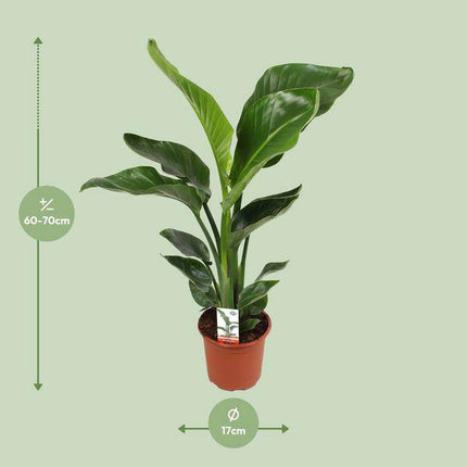 Baum-Strelitzie Strelitzia Nicolai – Zimmerpflanze Ø17cm ↕70cm – exotische Paradiesvogelblume mit tropischem Flair für Wohnzimmer Büro
