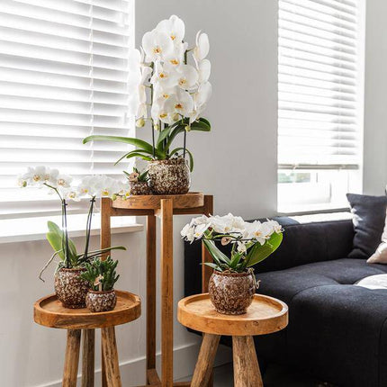 Kombi-Angebot Safari Ziertöpfe 3er Set – Ø6cm, Ø9cm & Ø12cm – Stilvolle Pflanztöpfe für Zimmerpflanzen – Exotisches Dschungel-Design