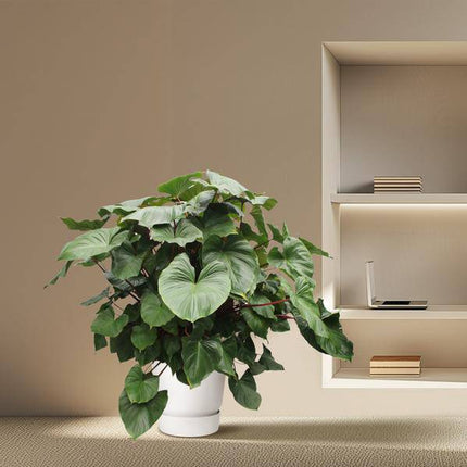 Herzblatt Homalomena Rubescens Maggy – 170cm hoch – Ø60cm – Tropische Zimmerpflanze mit großen herzförmigen Blättern – Pflegeleicht & dekorativ – Für Wohnzimmer, Büro & Innenräume