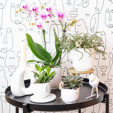 Phalaenopsis Orchidee – Rosa Mineral Rotterdam – Ø9cm – Blühende Zimmerpflanze – 2–3 Zweige – Pflegeleicht & dekorativ – Für Wohnzimmer, Büro & Bad