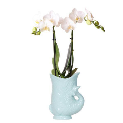Phalaenopsis Orchidee Amabilis Weiß + Fish Ziertopf Türkis – Ø9cm – Elegante weiße Zimmerorchidee im sommerlichen, leuchtend blauen Topf – Pflegeleicht & dekorativ – Für Wohnzimmer & Büro