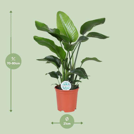 Baum-Strelitzie – Strelitzia Nicolai – Zimmerpflanze – Ø21cm – ca. 80cm hoch – exotische Paradiesvogelblume mit großen Blättern – pflegeleichte tropische Dekopflanze
