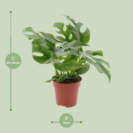 Fensterblatt – Monstera Minima – Zimmerpflanze – Ø12cm – Höhe ca. 25cm – Tropische Kletterpflanze mit gespaltenen Blättern