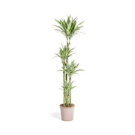 Drachenbaum Dracaena Deremensis White Stripe – Zimmerpflanze – Ø27 cm – Höhe 180 cm – Elegante Blattzeichnung & pflegeleicht