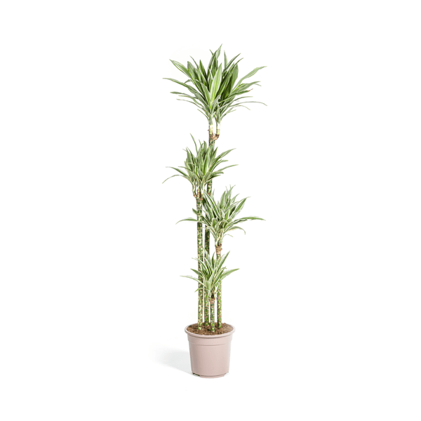 Drachenbaum Dracaena Deremensis White Stripe – Zimmerpflanze – Ø27 cm – Höhe 180 cm – Elegante Blattzeichnung & pflegeleicht