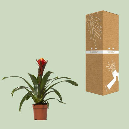 Bromelie – Guzmania Happiness – Zimmerpflanze – Ø12cm – ↕45cm – Exotische Blühpflanze mit leuchtenden Hochblättern – Pflegeleicht & dekorativ
