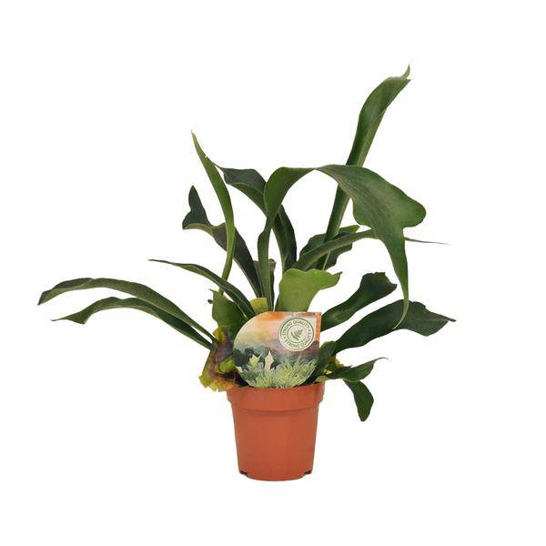 Geweihfarn – Platycerium bifurcatum – Zimmerpflanze – Ø12cm – ca. 35cm hoch – dekorative pflegeleichte Farnpflanze für Innenräume