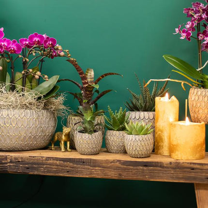 Sukkulente Haworthia Limifolia – Dreieckige Grüne Zimmerpflanze – Ø9cm – Pflegeleicht & Robust – Perfekt für helle Standorte ohne direkte Sonne