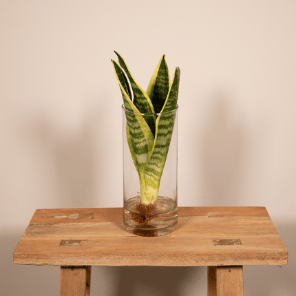 Sansevieria im Glaszylinder – Ø12cm – ↕30cm – Pflegeleichte Zimmerpflanze im dekorativen Glasgefäß – Luftreinigend & robust