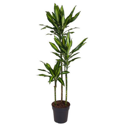 Drachenbaum Zimmerpflanze Ø24cm ↕160cm – pflegeleichte Grünpflanze für Wohnzimmer, Büro & helle Standorte kaufen