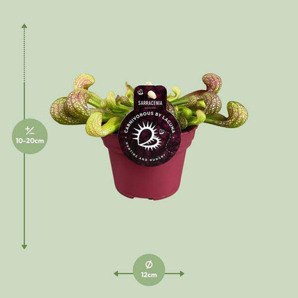 Papageien-Schlauchpflanze Sarracenia Psittacina – Zimmerpflanze – Ø12cm – ↕13cm – Exotische Fleischfressende Pflanze – Pflegeleicht & Halbschatten geeignet – Für Innenräume & kleine Gärten