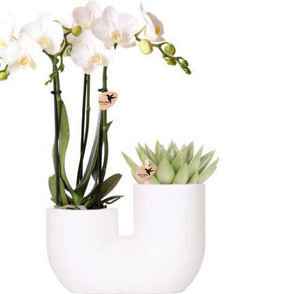 Amabilis Orchidee Weiß & Sukkulente im Tube – Dekotopf Weiß Ø9cm – Pflanzset – Elegantes Duo aus Orchidee mit 2-3 Blütenstielen & Sukkulente