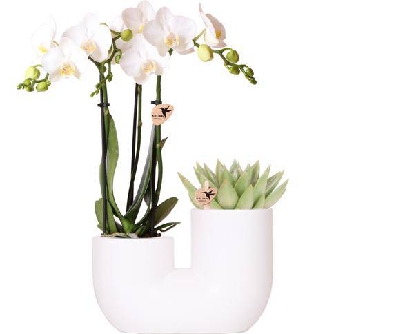 Amabilis Orchidee Weiß & Sukkulente im Tube – Dekotopf Weiß Ø9cm – Pflanzset – Elegantes Duo aus Orchidee mit 2-3 Blütenstielen & Sukkulente