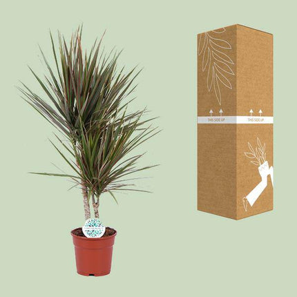 Drachenbaum – Dracaena Bicolor – Zimmerpflanze Ø17cm ↕75cm – pflegeleichte luftreinigende Blattschmuckpflanze für Innenräume