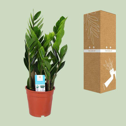 Glücksfeder – Zamioculcas Zamiifolia – Ø17cm – ca. 60cm hoch – pflegeleichte Zimmerpflanze für halbschattige Standorte – luftreinigende Grünpflanze
