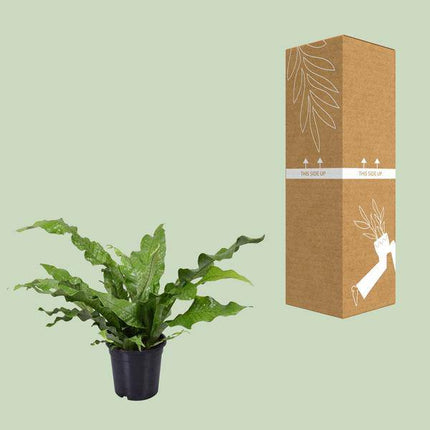 Känguru – Farn – Microsorum Diversifolium – Zimmerpflanze – Ø17cm – ↕45cm – pflegeleichter Farn für Innenräume – Grünpflanze für Zuhause & Büro