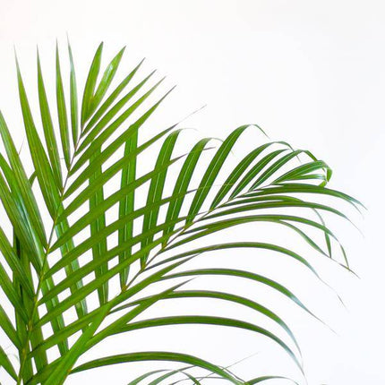 Areca-Palme Dypsis Goldfruchtpalme – Zimmerpflanze ↕100cm Ø21cm – Mit Natur-Korb Sofia Seegras Beige – Luftreinigende Tropenpflanze für Wohnzimmer & Büro