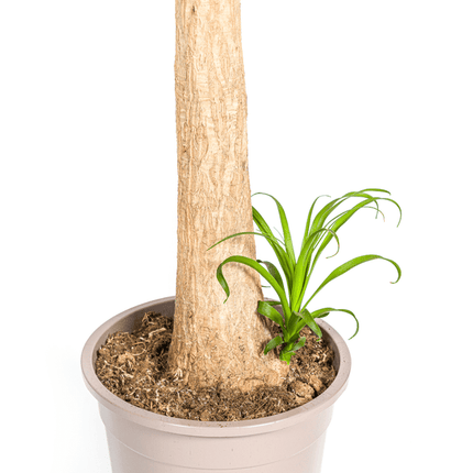 Beaucarnea Recurvata – Elefantenfuß – Zimmerpflanze – Ø27cm – ↕120cm – Pflegeleichte Sukkulente mit markantem Stamm – Luftreinigende Pflanze für Zuhause & Büro