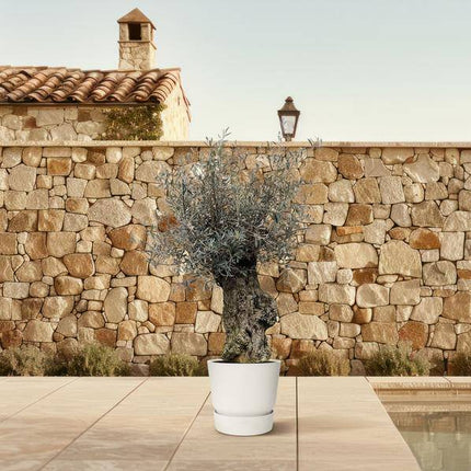 Olivenbaum – Olea Europaea Bonsai 250cm – Ø65cm – XXL-Mediterrane Kübelpflanze mit silbergrünen Blättern – Edler Olivenbaum für Garten, Terrasse & Wintergarten – Pflegeleicht