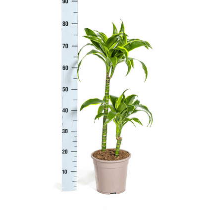 Dracaena deremensis ‘Dorado’ – Drachenbaum – Zimmerpflanze Ø19cm – 70–90cm hoch – Pflegeleichte Grünpflanze mit dunkelgrünen Blättern & gelbem Rand – Luftreinigend