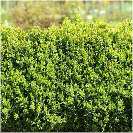 Buchsbaum – Buxus Sempervirens – immergrüne Heckenpflanze – 6 Pflanzen – Gesamt 1m Länge – Ø12cm – 20cm hoch – pflegeleichte Gartenpflanze