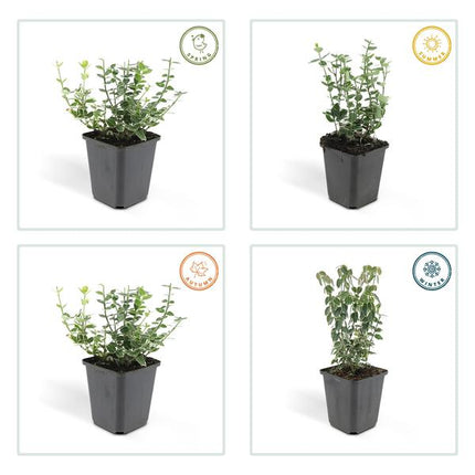 Kletter-Spindelstrauch Euonymus fortunei 'Emerald 'n Gaiety' – 60 Pflanzen – ↕10-25cm – Ø9cm – Immergrün – Bodendecker, Hecke & Solitär