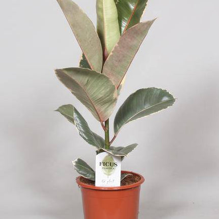 Ficus Elastica 'Tineke' – Gummibaum – Zimmerpflanze – Ø17cm – Höhe ca. 60cm – Buntblättrige, pflegeleichte Grünpflanze – Für Wohnzimmer & Büro