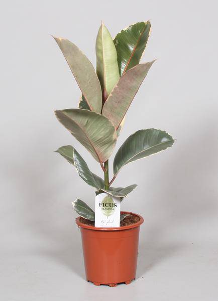Ficus Elastica 'Tineke' – Gummibaum – Zimmerpflanze – Ø17cm – Höhe ca. 60cm – Buntblättrige, pflegeleichte Grünpflanze – Für Wohnzimmer & Büro
