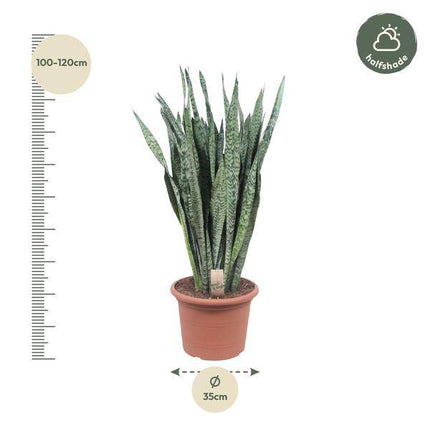 Ceylon – Bogenhanf – Sansevieria Zeylenica – Zimmerpflanze 110cm – Ø35cm – Pflegeleichte Grünpflanze für Wohnzimmer, Büro & Schlafzimmer