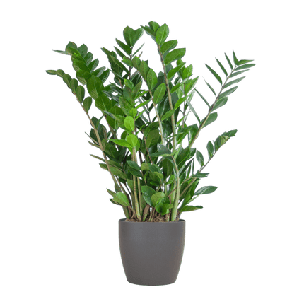 Zamioculcas Zamiifolia Glücksfeder – robuste Zimmerpflanze ↕80cm Ø21cm – pflegeleichte Smaragdpalme im nachhaltigen Viber Topf Grau
