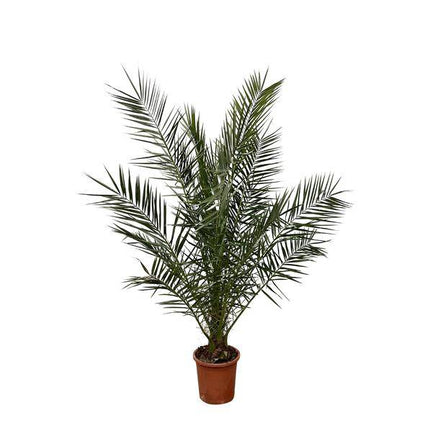 Phönix Canariensis – Kanarische Dattelpalme – Palme ca. 170cm hoch – Ø24cm – Exotische Zimmer – & Gartenpflanze