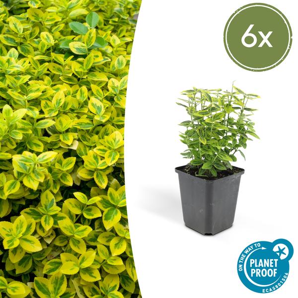 Spindelstrauch Euonymus fortunei 'Emerald 'n Gold' – 6 Pflanzen – ↕10-25cm – Ø9cm – Immergrün, gelb – grünes Laub – Hecke, Beet & Solitär