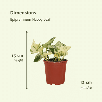 Efeutute – Epipremnum Happy Leaf (Scindapsus) – 4 Pflanzen– Ø12cm – Höhe ca. 15cm – Pflegeleichte Zimmerpflanzen mit hellgrünen Blättern & gelben Flecken – Kletter- & Hängepflanzen