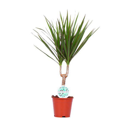 Drachenbaum Dracaena Marginata Zimmerpflanze Ø14cm ↕55cm – pflegeleichte Grünpflanze für Wohnzimmer, Büro & helle Standorte kaufen