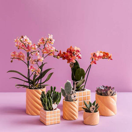 Dekotopf Candy – Pfirsich – Ø6cm – Farbiger Keramik Blumentopf in glänzender Optik – Runde Form – Für Mini-Pflanzen & Orchideen