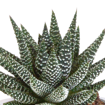 Sukkulenten Mix Gasteria & Haworthia – 3 Pflanzen – Ø8,5cm Zimmerpflanzen im Terrakotta-Topf – Verschiedene Mini-Sukkulenten – Pflegeleichte Pflanzen für Fensterbank, Büro & Wohnzimmer