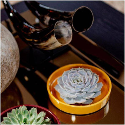 Sukkulente – Echeveria lilacina ROOTLESS – Ø20cm Schale „Gelb“ – Zimmerpflanze ohne Wurzeln – Pflegeleichte Schnitt-Sukkulente als Tischdeko & Geschenkidee