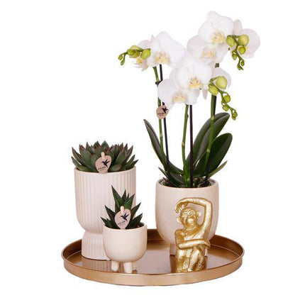 Pflanzenset Luxury Living – Weiße Phalaenopsis-Orchidee Amabilis + Sukkulenten – Travertin Keramik-Ziertöpfe – Inkl. verspieltem Affenzubehör – Trendiges Indoor-Deko-Set