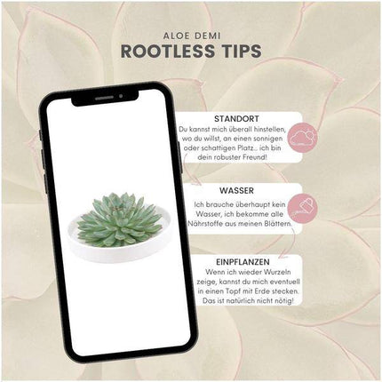 Sukkulente – Echeveria pulidonis Rootless – Ø20cm Schale Weiß – Zimmerpflanze ohne Wurzeln – Pflegeleichte Schnitt
