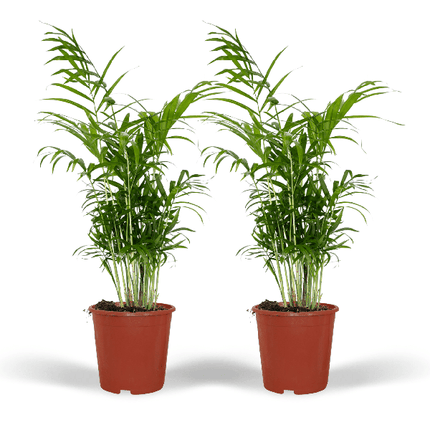 Mexikanische Bergpalme – Chamaedorea Elegans – tropische Zimmerpflanze – Ø17cm – ↕55cm – 2 Pflanzen – immergrüne Palme für Wohnzimmer & Büro